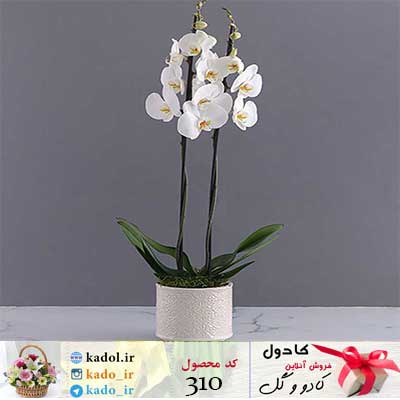 باکس گل ارکیده باکس گل ارکیده